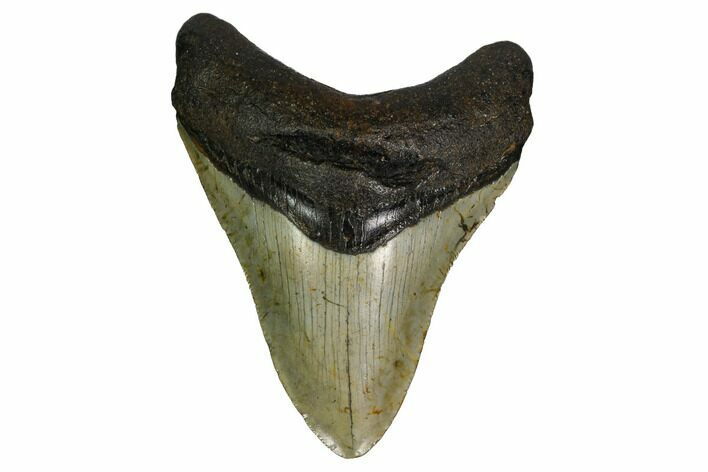 Fossil Megalodon Tooth - South Carolina #164968